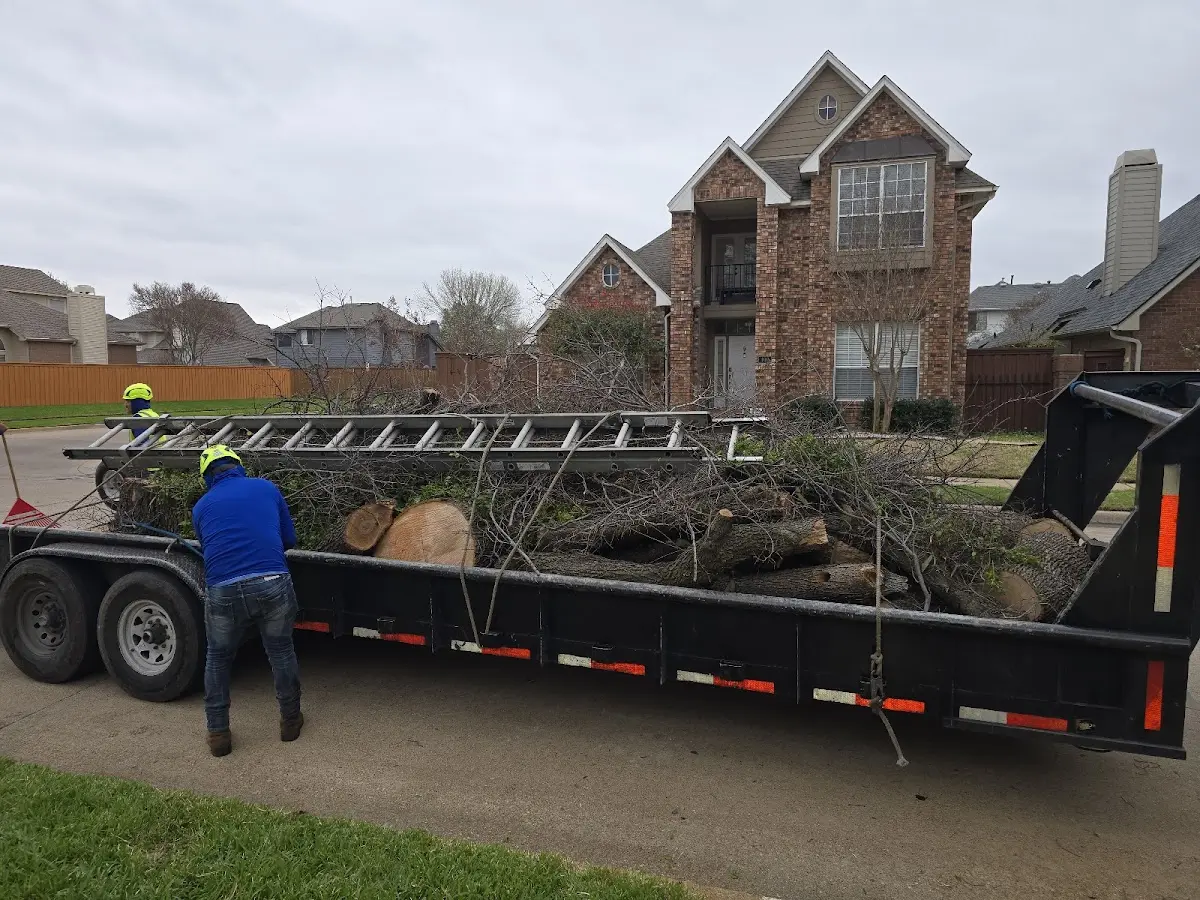 Expert Tree Pest Control with proper safety equipment in Evanston